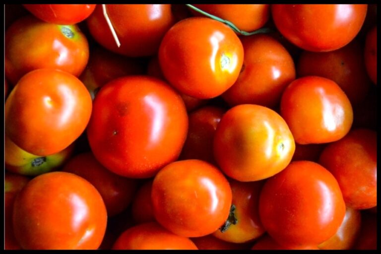 Tomato Health Problems