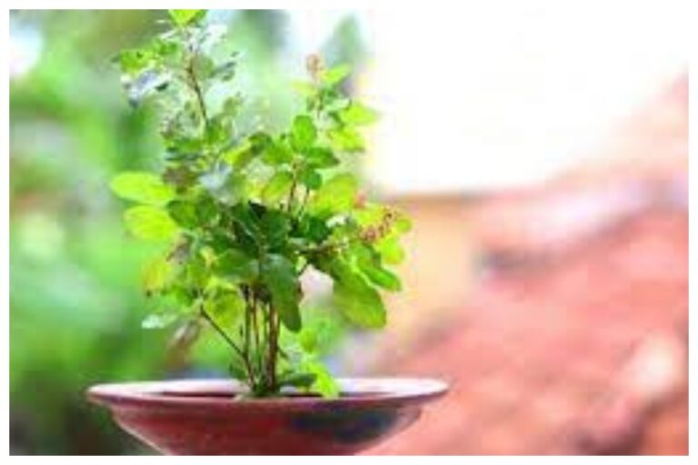 Tulsi Upay In Malmas: मलमास में तुलसी के इन उपायों से बदल जाएगी किस्मत, भगवान विष्णु की बरसेगी कृपा