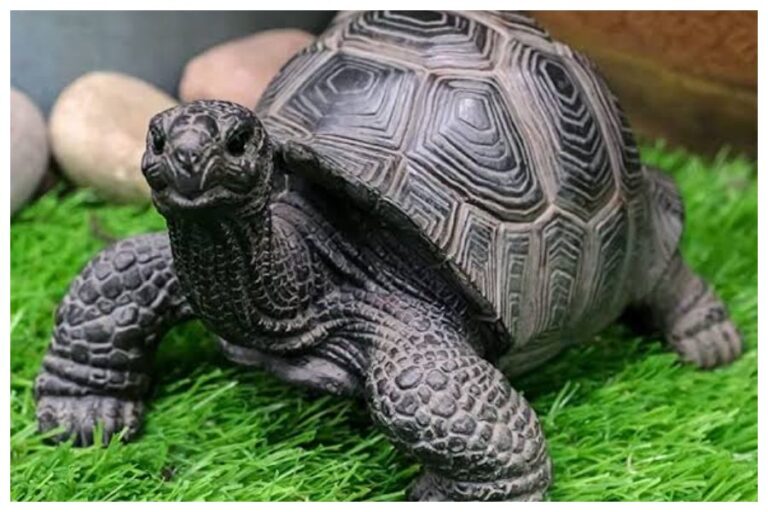 Tortoise Vastu Tips: कछुए के इन मूर्तियों को रखने से मिलेगा विशेष लाभ, जाने वास्तु के अनुसार रखने की सही दिशा