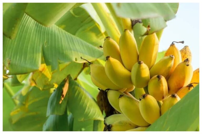 Banana Tree Vastu Tips: घर के किस दिशा में लगाएं केले का पेड़, इन वास्तु नियमों का रखें खास ख्याल