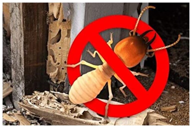 Get Rid Of Termite In Monsoon: सीलन बनी वजह, हाय! घर-फर्नीचर में लग गए दीमक, मिनटों में पाएं छुटकारा ऐसे