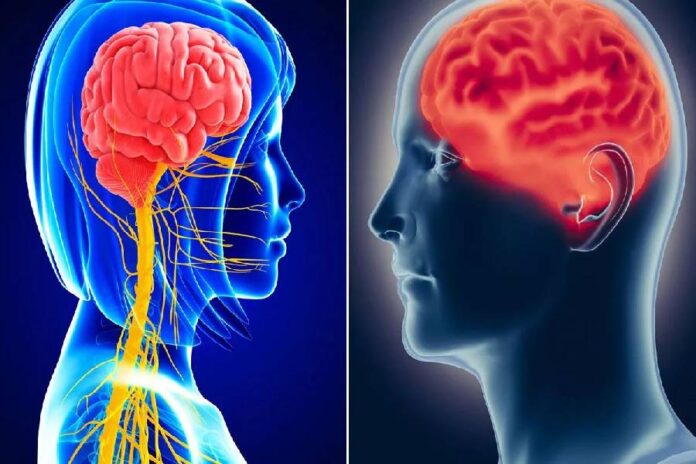 women brain women brain