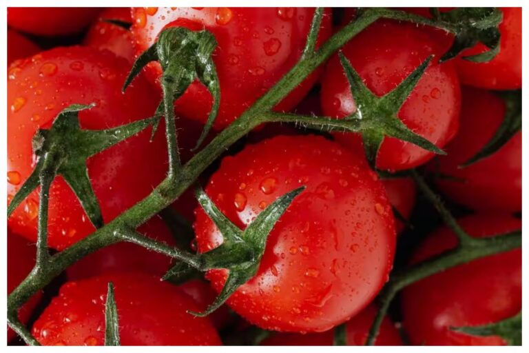 Tomato Price Hike: टमाटर मिलेंगे अब सस्ते में, दिल्ली के अलावा इन शहरों में भी 80 रुपये किलो में बेचेगी सरकार