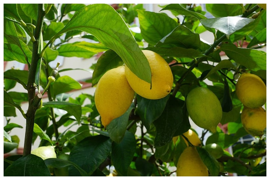 Benefits Of Lemon leaves