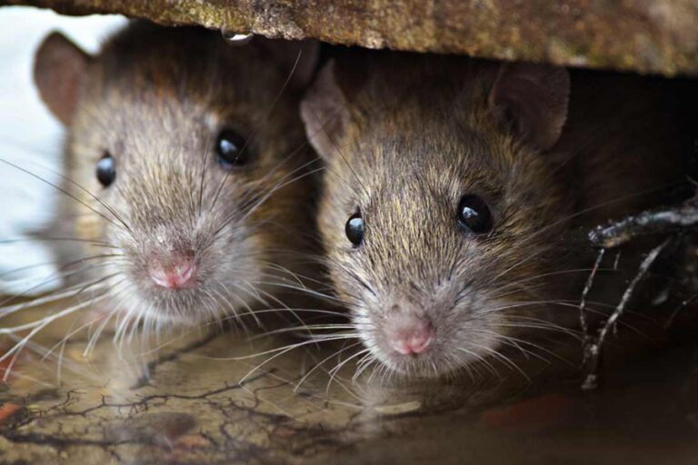 घर में चूहे मचा रहे खलबली तो आजमाएं यह सिंपल ट्रिक्स, सरपट भागेंगे