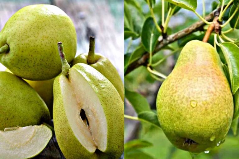 नाशपाती खाने के जानिए Amazing Facts, मिलेंगे यह सभी फायदे