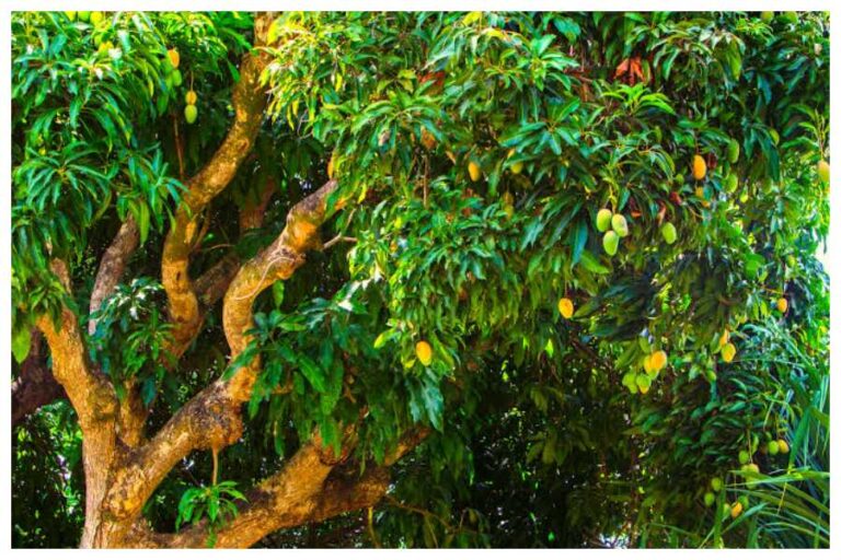 Mango Leaves Vastu Tips: अपनाएं आम के पत्तों के ये उपाय, मिलेगी हर कार्य में सफलता