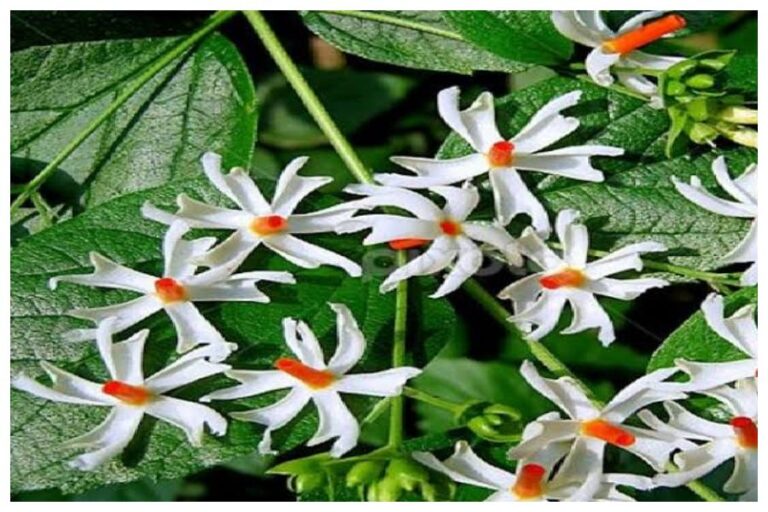 Harsingar Flower: शादी हो या वास्तु दोष हर समस्या से मिलेगा निजात, बस करें हरसिंगार के यह उपाय