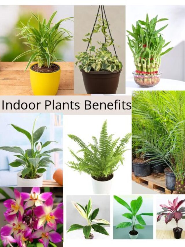 Indoor Plants (9)