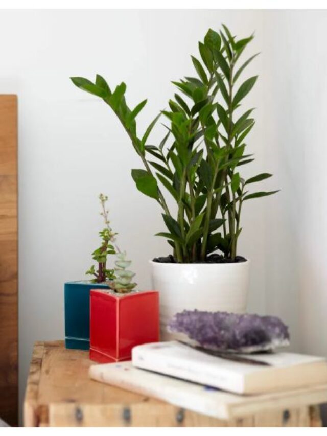 plants 10