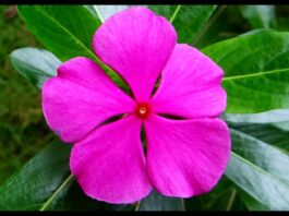 Benefits of Periwinkle Flowers