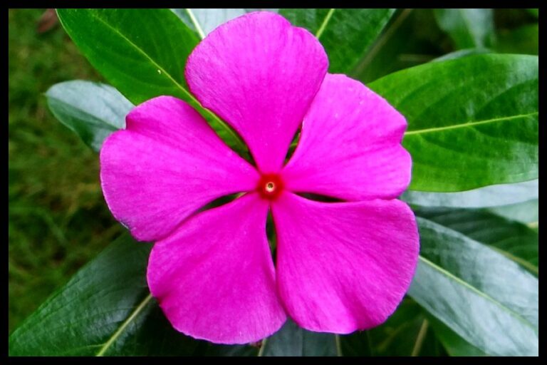 Benefits of Periwinkle Flowers