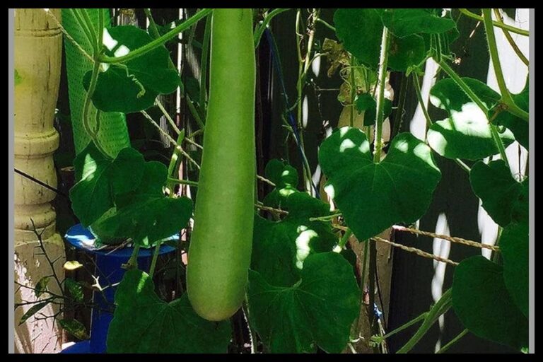Bottle Gourd Leaves Benefits