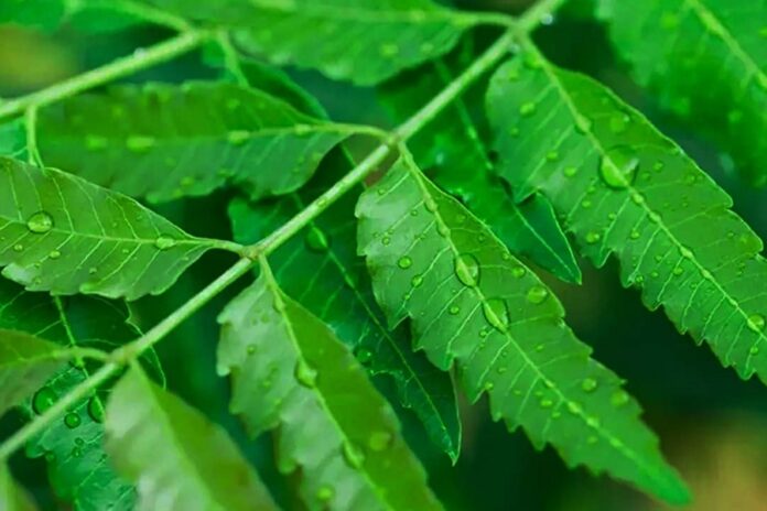 Chewing Neem Leaves Benefits