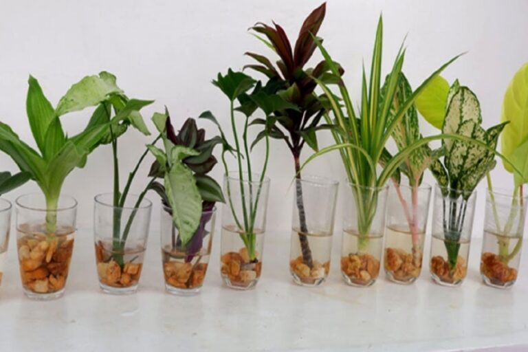 Gardening Tips: घर की खूबसूरती इन बिना मिट्टी वाले इंडोर प्लांट से बढ़ाए….
