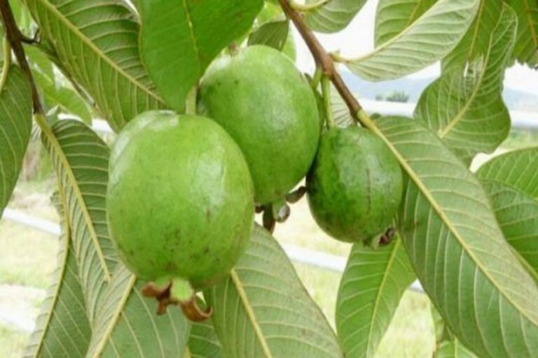 रोज़ाना खाली पेट अमरूद के पत्ते खाने के जानें अनोखे फायदे…