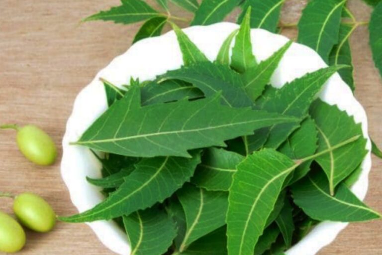 Neem Leaves Benefits : नीम की पत्तियों से यह बीमारियां होंगी दूर, जल्दी जानें