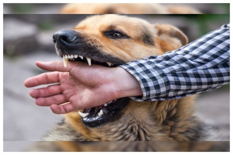 World Rabies Day 2023: क्यों मनाया जाता है वर्ल्ड रेबीज डे, जानें महत्व-इतिहास और इस साल की थीम