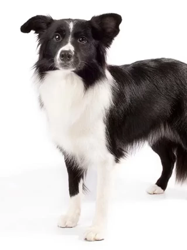 Top 10 Dog Breeds