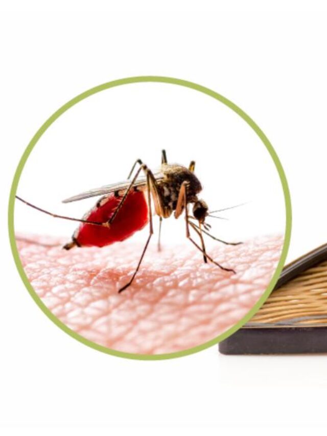 dengue 1