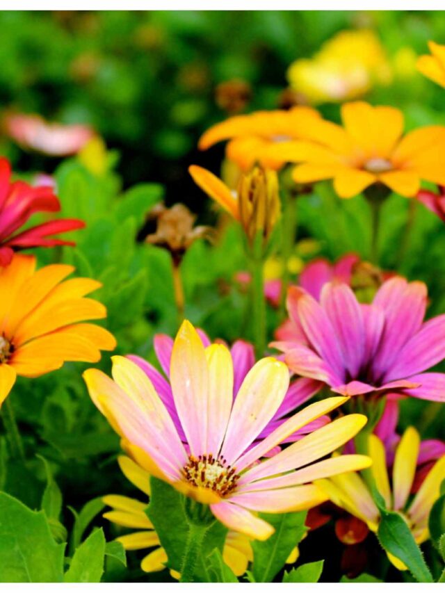 flowers1