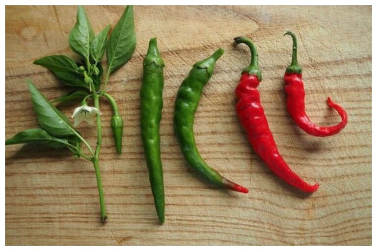 Benefits Of Green Chilli