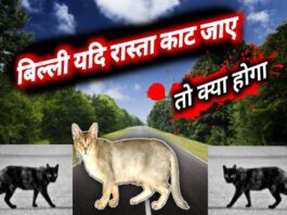 Billi Ka Rasta Katna Astro Remedies