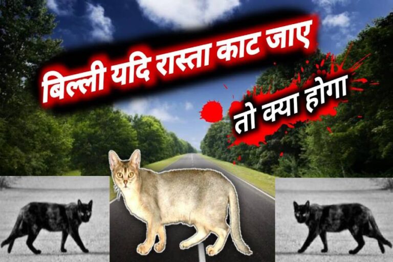 Billi Ka Rasta Katna Astro Remedies