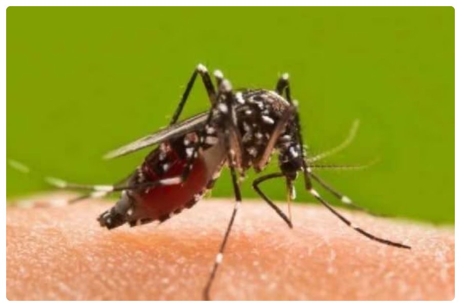 Dengue in Child