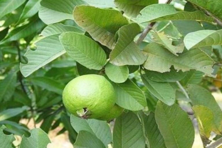 अमरूद के पत्ते इन सभी बीमारियों को कहेंगे टाटा बाय बाय, जल्दी जानें फायदे…