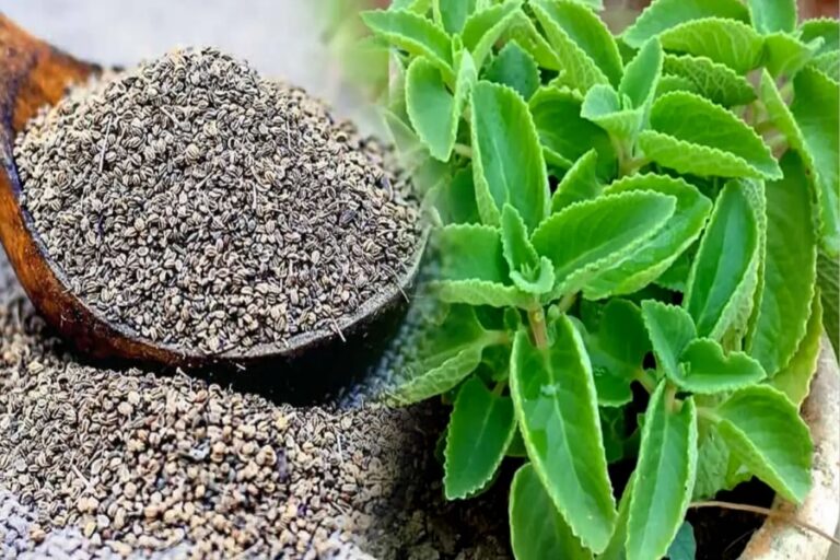 अजवाइन की पत्तियां इन सभी बीमारियों से दिलवाएंगी छुटकारा, जल्दी जानें…