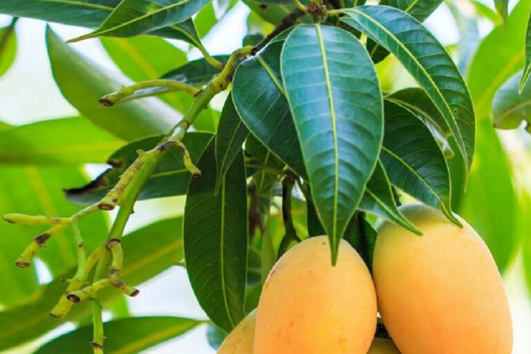 रोजाना दो पत्ते आम के चबाने से मिलेंगे अद्भुत फायदे, जल्दी जानें और सेहत करें फिट