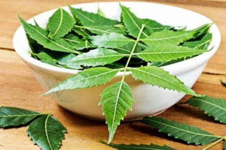 नीम की पत्तियों से होगा इन सभी खतरनाक बीमारियों का नाश, जल्दी जानें और पाएं निजात