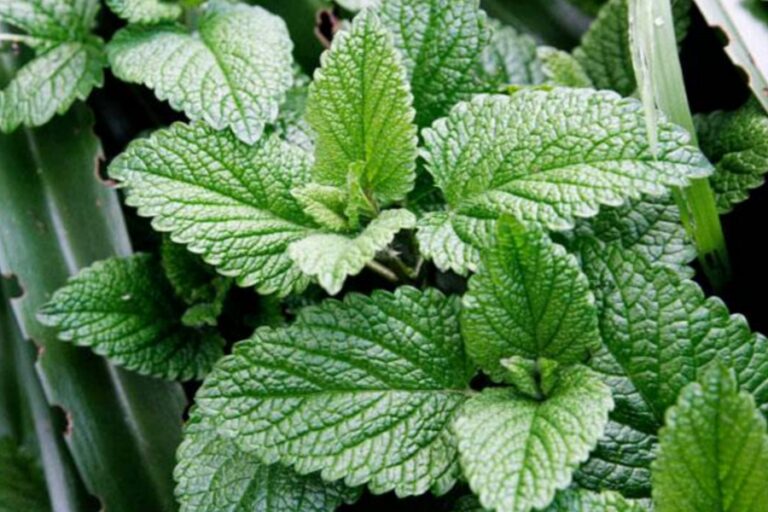 Health Tips: रोजाना खाली पेट पुदीने के पत्ते चबाने से मिलेंगे यह ढेरों फायदे, जल्दी जानें…