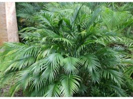 Indoor Plants For Pollution