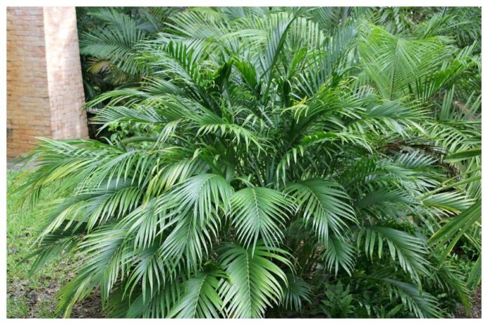 Indoor Plants For Pollution Indoor Plants For Pollution