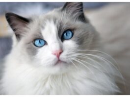 National Cat Day
