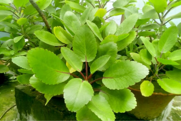 पत्थरचट्टा पत्ता इन सभी बीमारियों को करेगा रफू चक्कर, जल्दी करें अभी से सेवन