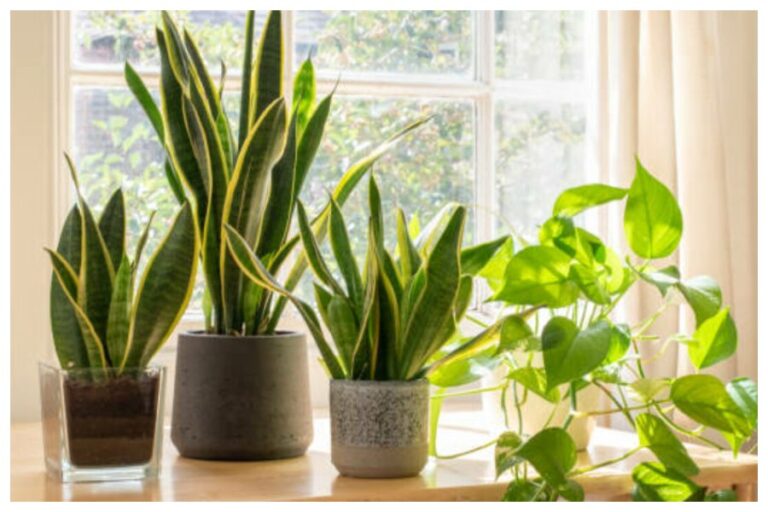 Plants For Good Health: इन 5 इंडोर प्लांट को लगाने से घर के अंदर की हवा होगी शुद्ध, बीमारियों से भी मिलेगा छुटकारा