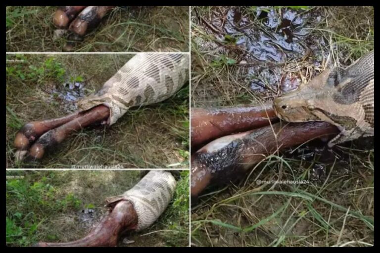 Python Swallowing Viral Video