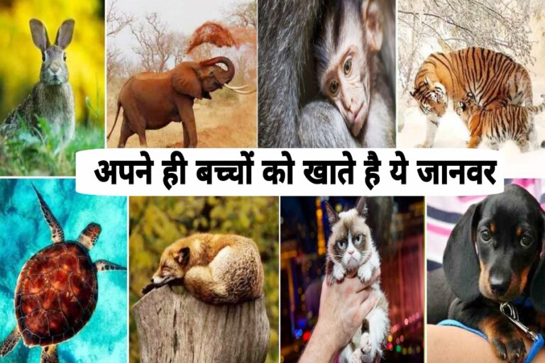 जानिए ऐसे जानवरों के बारे में जो अपने बच्चों को ही खा जाते हैं…