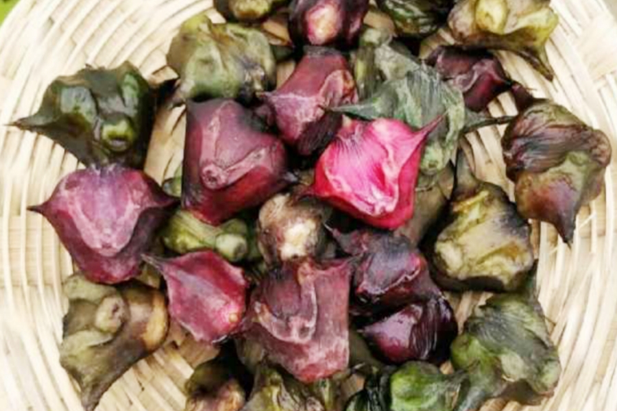 Water Chestnut