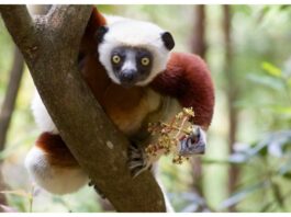 World Lemur Day