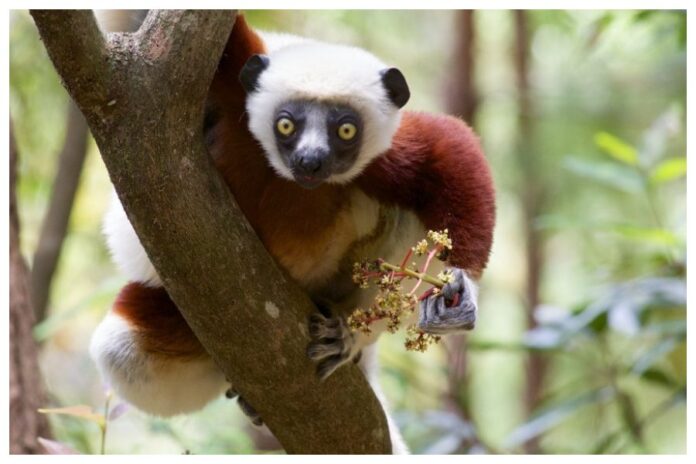 World Lemur Day World Lemur Day