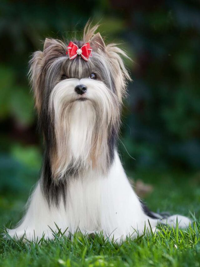 TOP 8 RAREST DOG BREEDS