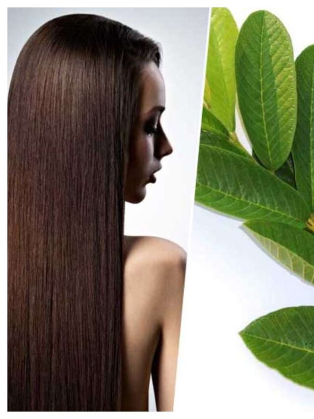 Hair Fall Home Remedy: झड़ते बालों से राहत दिलाएगें अमरूद के पत्ते, जानें इस्तेमाल करने का तरीका….