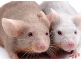 Fancy Rat and Mouse Day
