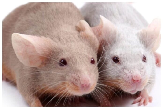 Fancy Rat and Mouse Day