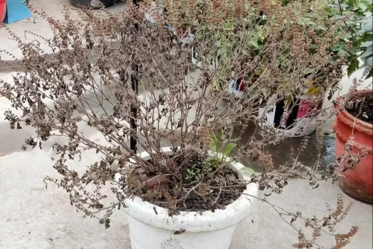Tulsi Root Money Tips : तुलसी सूख जाएं तो जड़ को लाल कपड़े में लपेट कर यहां रख दें, बरसेगा धन