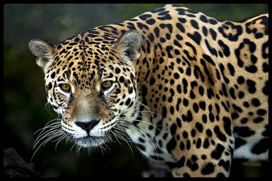 International Jaguar Day